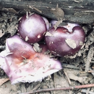 Cortinarius archeri s.l. at Acton, ACT - 23 May 2022