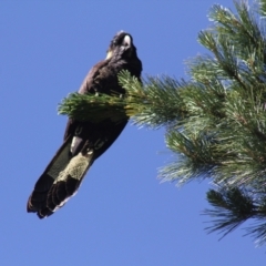 Zanda funerea (Yellow-tailed Black-Cockatoo) at Gundaroo, NSW - 4 Nov 2016 by Gunyijan