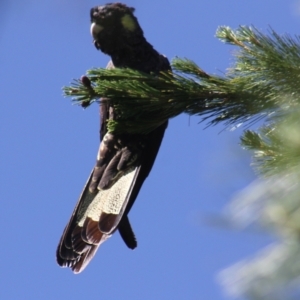 Zanda funerea at Gundaroo, NSW - 4 Nov 2016