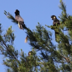 Zanda funerea at Gundaroo, NSW - 4 Nov 2016