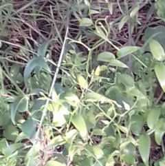 Asparagus asparagoides (Bridal Creeper, Florist's Smilax) at Mount Majura - 23 May 2022 by abread111