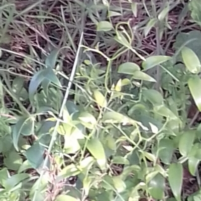 Asparagus asparagoides (Bridal Creeper, Florist's Smilax) at Mount Majura - 23 May 2022 by abread111