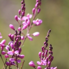 Comesperma ericinum (Heath Milkwort) at Gundaroo, NSW - 5 Nov 2016 by Gunyijan