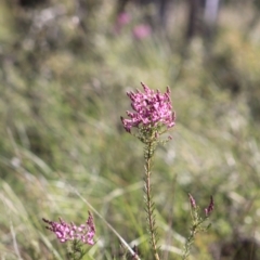 Comesperma ericinum at Gundaroo, NSW - 5 Nov 2016 05:27 AM