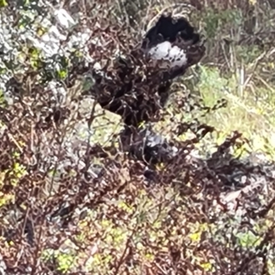 Corcorax melanorhamphos (White-winged Chough) at Mount Mugga Mugga - 24 May 2022 by Mike