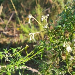 Clematis leptophylla at O'Malley, ACT - 24 May 2022