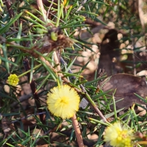 Acacia ulicifolia at O'Malley, ACT - 24 May 2022