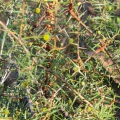 Acacia ulicifolia at O'Malley, ACT - 24 May 2022