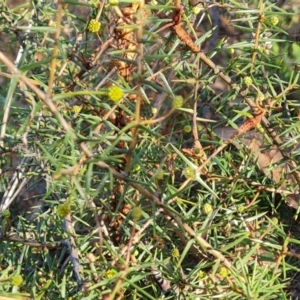 Acacia ulicifolia at O'Malley, ACT - 24 May 2022