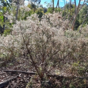 Cassinia quinquefaria at O'Malley, ACT - 24 May 2022 02:40 PM