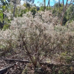 Cassinia quinquefaria (Rosemary Cassinia) at Mount Mugga Mugga - 24 May 2022 by Mike