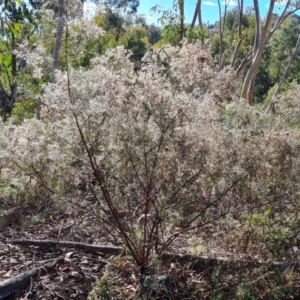 Cassinia quinquefaria (Cassinia) at O'Malley, ACT by Mike