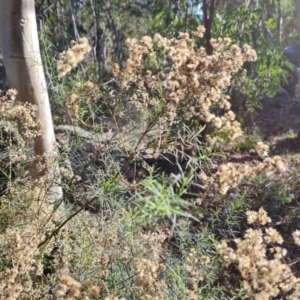 Cassinia quinquefaria at O'Malley, ACT - 24 May 2022 02:40 PM