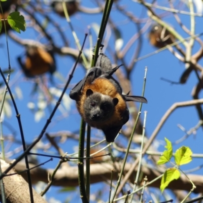 Pteropus poliocephalus (Grey-headed Flying-fox) at Padman/Mates Park - 20 May 2022 by AlburyCityEnviros