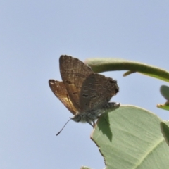 Acrodipsas aurata (Golden Ant-blue) at Tuggeranong Hill - 22 Dec 2021 by owenh