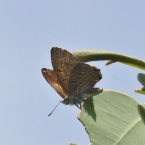 Acrodipsas aurata at Tuggeranong Hill - 22 Dec 2021