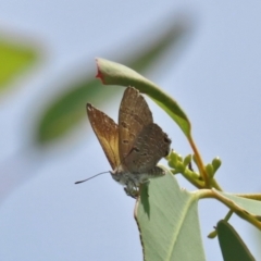 Acrodipsas aurata at Tuggeranong Hill - suppressed