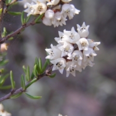 Cryptandra amara (Bitter Cryptandra) at Stromlo, ACT - 22 May 2022 by MatthewFrawley