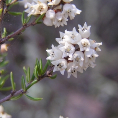 Cryptandra amara (Bitter Cryptandra) at Stromlo, ACT - 22 May 2022 by MatthewFrawley