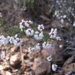 Cryptandra amara at Stromlo, ACT - 22 May 2022