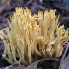 Ramaria sp. (A Coral fungus) at Piney Ridge - 22 May 2022 by MatthewFrawley
