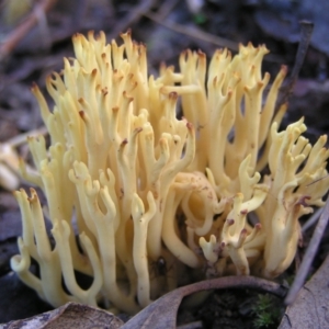 Ramaria sp. at Stromlo, ACT - 22 May 2022