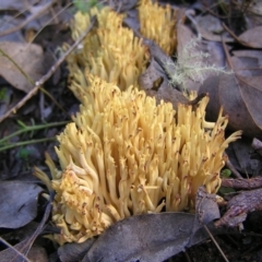 Ramaria sp. at Stromlo, ACT - 22 May 2022