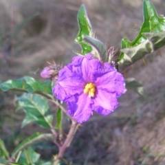 Solanum cinereum (Narrawa Burr) at Block 402 - 22 May 2022 by MatthewFrawley