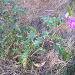 Solanum cinereum at Molonglo Valley, ACT - 22 May 2022