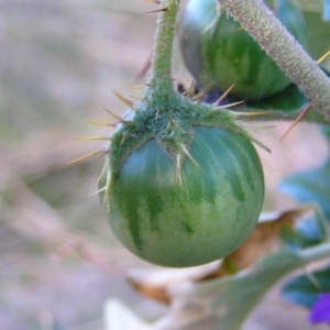 Solanum cinereum at Molonglo Valley, ACT - 22 May 2022