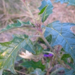 Solanum cinereum at Molonglo Valley, ACT - 22 May 2022