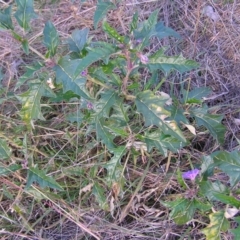 Solanum cinereum at Molonglo Valley, ACT - 22 May 2022
