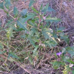 Solanum cinereum at Molonglo Valley, ACT - 22 May 2022 01:35 PM