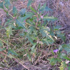 Solanum cinereum at Molonglo Valley, ACT - 22 May 2022 01:35 PM