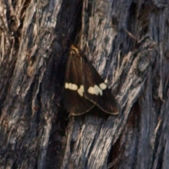 Nyctemera amicus at Molonglo Valley, ACT - 22 May 2022 01:46 PM