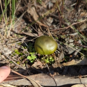 Cortinarius austrovenetus at Molonglo Valley, ACT - 24 May 2022