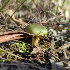 Cortinarius austrovenetus at Molonglo Valley, ACT - 24 May 2022