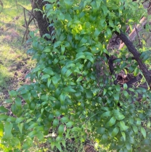 Asparagus asparagoides at Watson, ACT - 24 May 2022