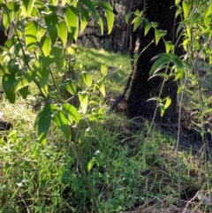 Asparagus asparagoides at Watson, ACT - 24 May 2022