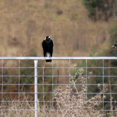 Gymnorhina tibicen (Australian Magpie) at Tharwa, ACT - 23 May 2022 by RodDeb