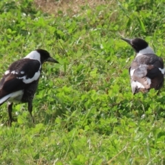 Gymnorhina tibicen at Tharwa, ACT - 23 May 2022 01:17 PM