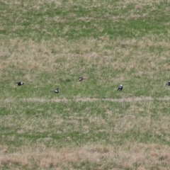 Gymnorhina tibicen at Tharwa, ACT - 23 May 2022 01:17 PM