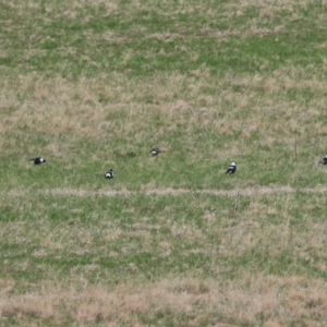 Gymnorhina tibicen at Tharwa, ACT - 23 May 2022 01:17 PM