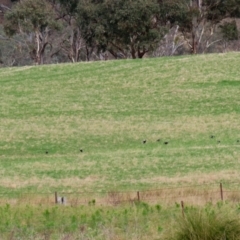 Gymnorhina tibicen at Tharwa, ACT - 23 May 2022 01:17 PM