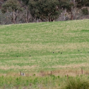 Gymnorhina tibicen at Tharwa, ACT - 23 May 2022 01:17 PM