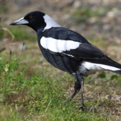 Gymnorhina tibicen at Tharwa, ACT - 23 May 2022 01:17 PM