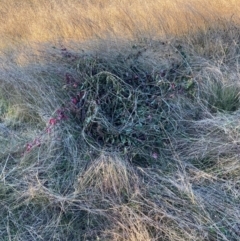 Unverified Climber or Mistletoe at Watson, ACT - 24 May 2022 by waltraud