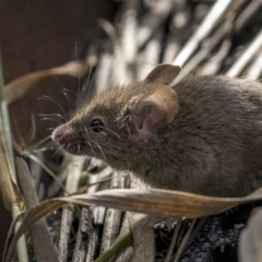 Mus musculus (House Mouse) at Fyshwick, ACT - 23 May 2022 by trevsci