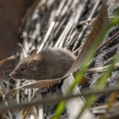 Mus musculus at Fyshwick, ACT - 23 May 2022 10:59 AM