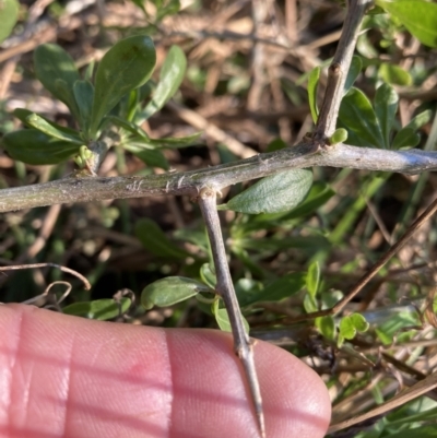 Lycium ferocissimum (African Boxthorn) at Watson, ACT - 24 May 2022 by waltraud